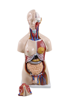 XC204 Unisex Torso 85cm