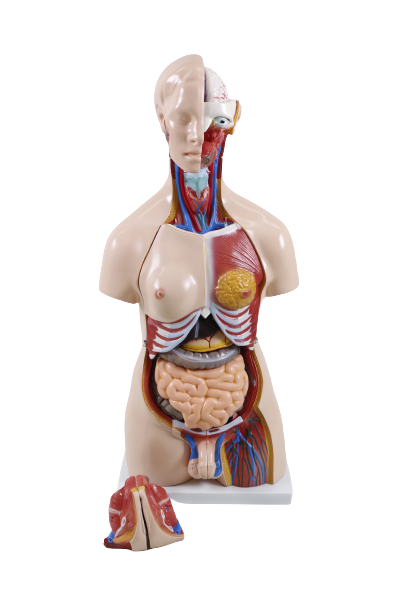 XC204 Unisex Torso 85cm