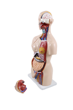 XC204 Unisex Torso 85cm