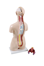 XC204 Unisex Torso 85cm