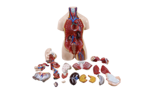 XC204 Unisex Torso 85cm