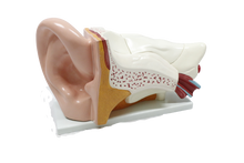 XC303C Giant Ear Model