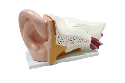 XC303C Giant Ear Model