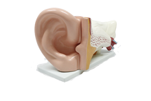 XC303C Giant Ear Model