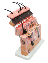 XC313-3 Skin Section Model