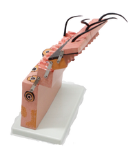 XC313-3 Skin Section Model