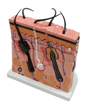 XC313-3 Skin Section Model