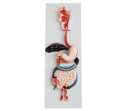 XC315 Digestive System