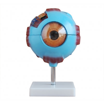 XC316 Eye Model