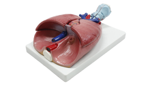 XC320 Heart, Larynx, Lungs Model