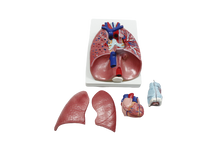 XC320 Heart, Larynx, Lungs Model