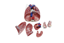 XC320 Heart, Larynx, Lungs Model