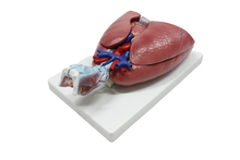 XC320 Heart, Larynx, Lungs Model